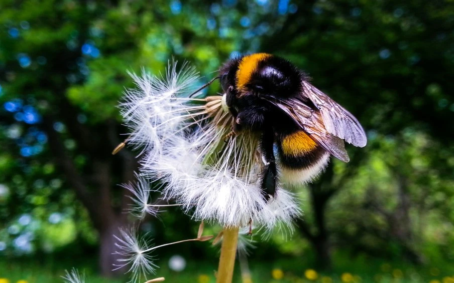Hommel