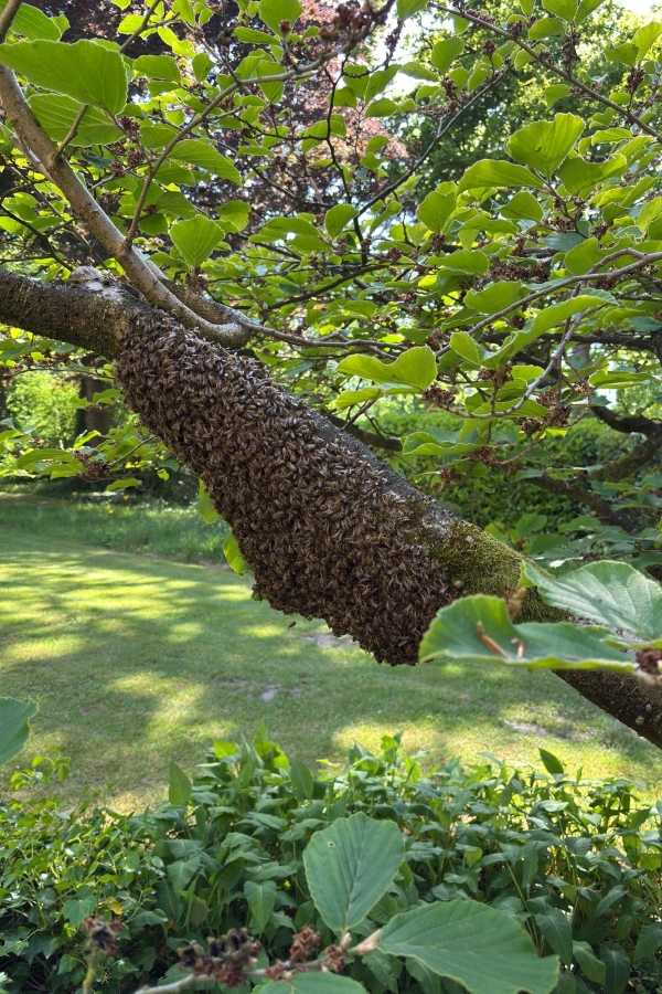 Bijenzwerm Rozenhof 14 05 2015