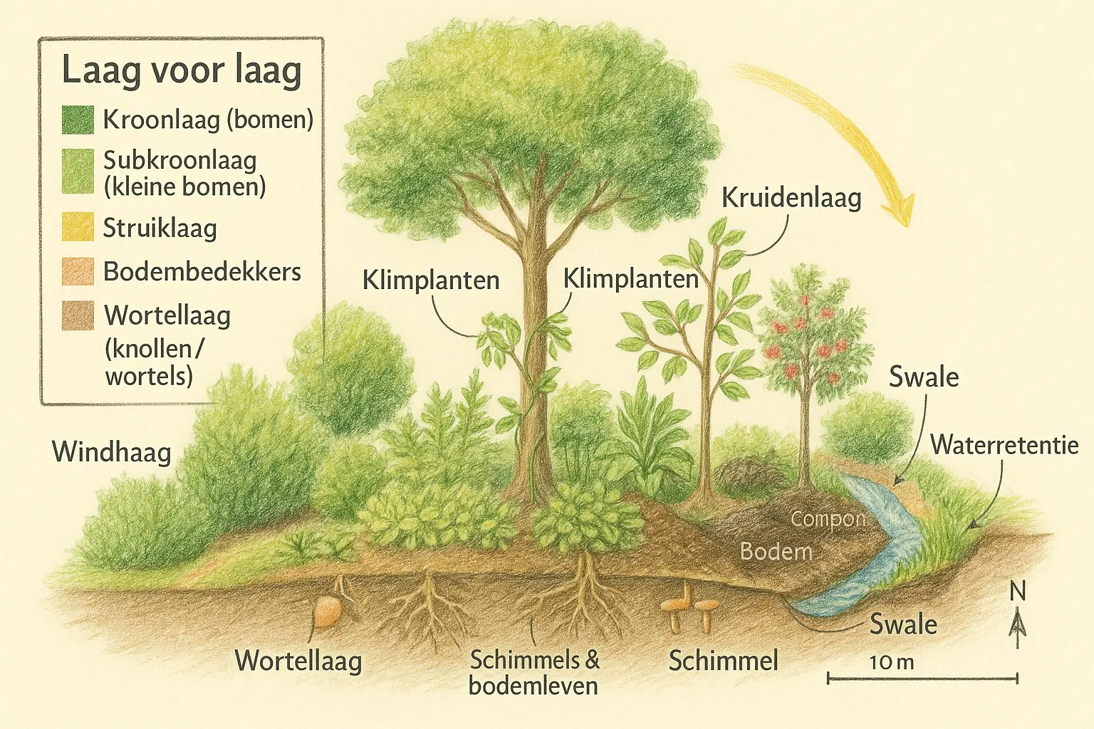 Potloodtekening van lagen in een voedselbos: bomen, struiken, kruiden en bodemleven